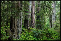 Lush lowland redwood forest, Jedediah Smith Redwoods State Park. Redwood National Park ( color)