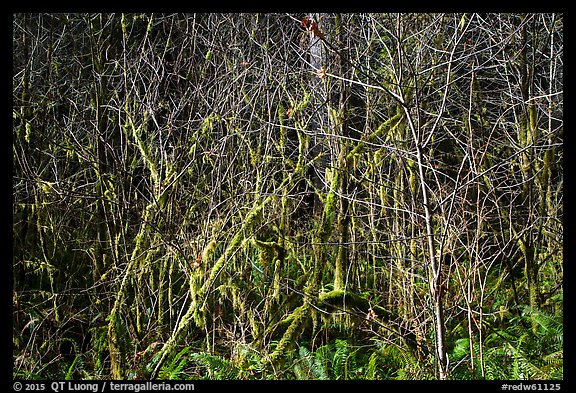 Tangle, Jedediah Smith Redwoods State Park. Redwood National Park (color)