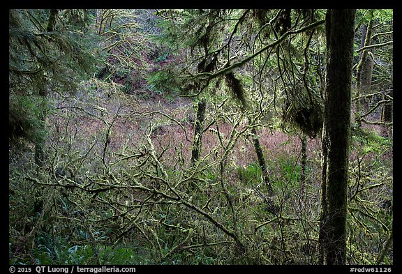 Mixed forest, Jedediah Smith Redwoods State Park. Redwood National Park (color)