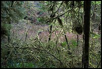 Mixed forest, Jedediah Smith Redwoods State Park. Redwood National Park ( color)