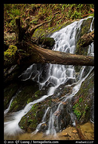 Fern Falls, Jedediah Smith Redwoods State Park. Redwood National Park (color)