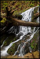 Fern Falls, Jedediah Smith Redwoods State Park. Redwood National Park ( color)