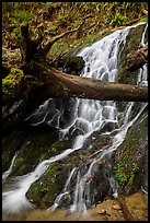 Fern Falls, Jedediah Smith Redwoods State Park. Redwood National Park, California, USA.