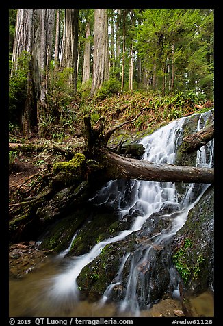 Fern Falls and redwood trees, Jedediah Smith Redwoods State Park. Redwood National Park, California, USA.