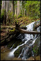 Fern Falls and redwood trees, Jedediah Smith Redwoods State Park. Redwood National Park, California, USA.