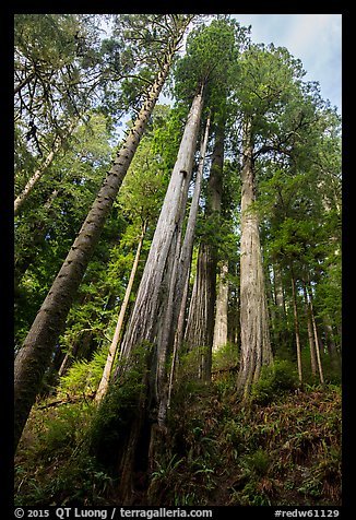 Looking up hillside with tall redwoods, Jedediah Smith Redwoods State Park. Redwood National Park (color)