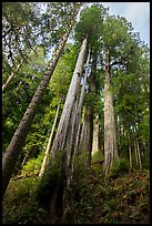 Looking up hillside with tall redwoods, Jedediah Smith Redwoods State Park. Redwood National Park ( color)