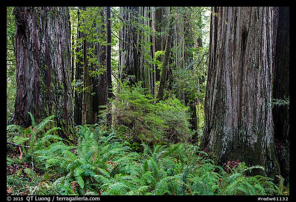 Ferns and trunks of giant redwood trees, Jedediah Smith Redwoods State Park. Redwood National Park (color)
