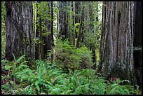 Ferns and trunks of giant redwood trees, Jedediah Smith Redwoods State Park. Redwood National Park ( color)