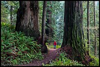 Hiker between giant redwoods, Boy Scout Tree trail, Jedediah Smith Redwoods State Park. Redwood National Park, California, USA.