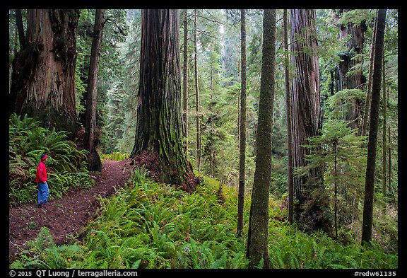 Visitor looking, Boy Scout Tree trail, Jedediah Smith Redwoods State Park. Redwood National Park (color)