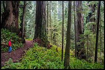 Visitor looking, Boy Scout Tree trail, Jedediah Smith Redwoods State Park. Redwood National Park, California, USA.