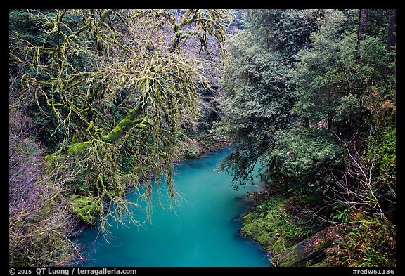 Lush forest along Mill Creek , Jedediah Smith Redwoods State Park. Redwood National Park (color)