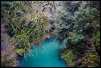 Lush forest along Mill Creek , Jedediah Smith Redwoods State Park. Redwood National Park ( color)