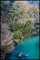 Tree and turquoise Mill Creek, Jedediah Smith Redwoods State Park. Redwood National Park ( color)