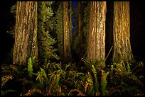 Ancient redwoods lighted at night, Jedediah Smith Redwoods State Park. Redwood National Park, California, USA.