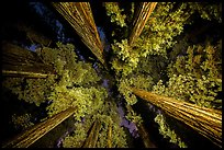 Looking up redwoods lighted at night, Jedediah Smith Redwoods State Park. Redwood National Park, California, USA.