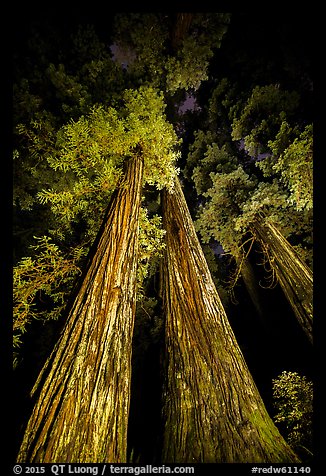 Tall redwoods lighted at night, Jedediah Smith Redwoods State Park. Redwood National Park, California, USA.