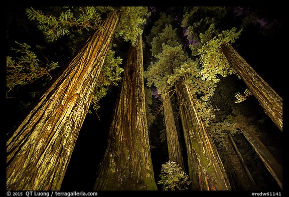 Towering redwoods at night, Jedediah Smith Redwoods State Park. Redwood National Park, California, USA.