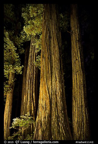 Redwood tree trunks lighted at night, Jedediah Smith Redwoods State Park. Redwood National Park, California, USA.