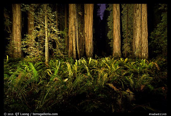 Ferns and redwoods at night, Jedediah Smith Redwoods State Park. Redwood National Park (color)