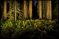 Ferns and redwoods at night, Jedediah Smith Redwoods State Park. Redwood National Park, California, USA.