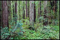 Stout Grove, Jedediah Smith Redwoods State Park. Redwood National Park ( color)