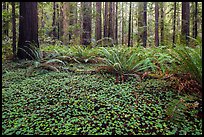 Clovers, ferns, and redwoods, Stout Grove, Jedediah Smith Redwoods State Park. Redwood National Park ( color)