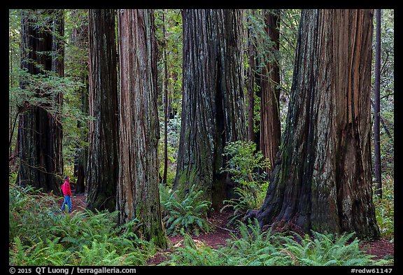 Visitor looking, Stout Grove, Jedediah Smith Redwoods State Park. Redwood National Park (color)