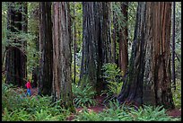 Visitor looking, Stout Grove, Jedediah Smith Redwoods State Park. Redwood National Park ( color)