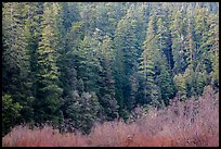 Bare branches and redwood trees, Jedediah Smith Redwoods State Park. Redwood National Park ( color)