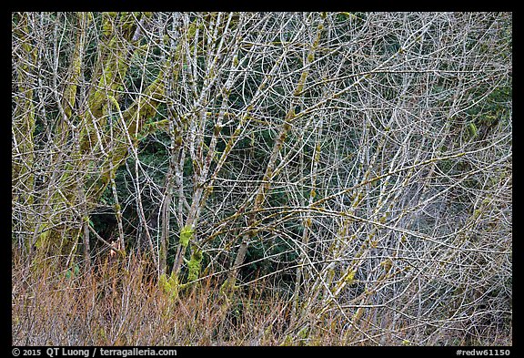 Alder branches, Jedediah Smith Redwoods State Park. Redwood National Park (color)