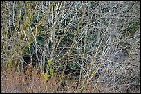 Alder branches, Jedediah Smith Redwoods State Park. Redwood National Park ( color)