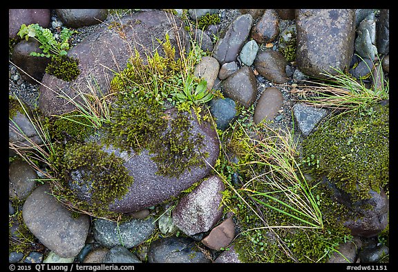 Ground close-up of pebbles and moss on shore of Smith River, Jedediah Smith Redwoods State Park. Redwood National Park (color)