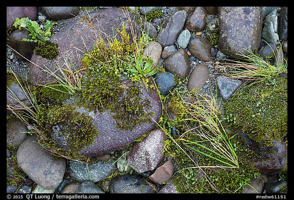 Ground close-up of pebbles and moss on shore of Smith River, Jedediah Smith Redwoods State Park. Redwood National Park, California, USA.