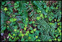 Ground close-up of clovers, shamrocks, ferns, and redwood needles, Stout Grove, Jedediah Smith Redwoods State Park. Redwood National Park, California, USA.