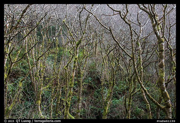 Moss-covered alder trees. Redwood National Park (color)
