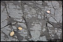 Close-up of rock slab with pebbles and shell, Enderts Beach. Redwood National Park ( color)