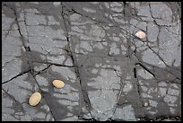 Close-up of rock slab with pebbles and shell, Enderts Beach. Redwood National Park, California, USA.