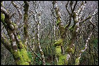 Mossy alder trees. Redwood National Park ( color)