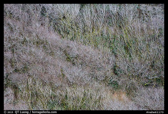 Distant view of bare alder trees on hillside. Redwood National Park (color)