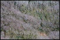 Distant view of bare alder trees on hillside. Redwood National Park ( color)