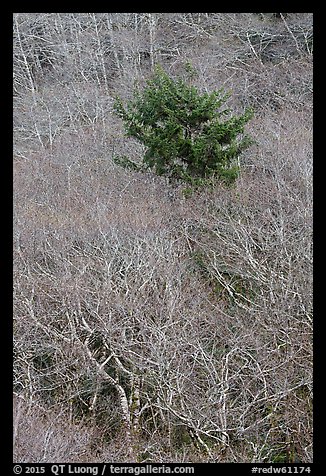 Bare alder trees and conifer. Redwood National Park (color)