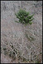 Bare alder trees and conifer. Redwood National Park ( color)