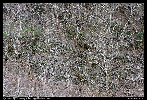 Bare alder trees and branches. Redwood National Park (color)