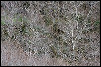 Bare alder trees and branches. Redwood National Park ( color)