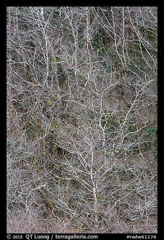 Lines formed by bare alder trees. Redwood National Park (color)