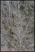 Lines formed by bare alder trees. Redwood National Park ( color)