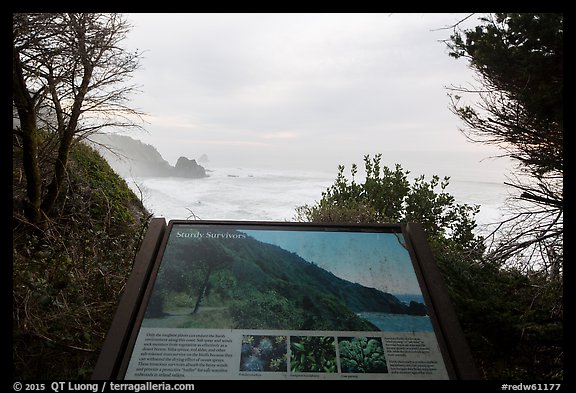 Coastline and Sturdy survivors interpretive sign. Redwood National Park (color)