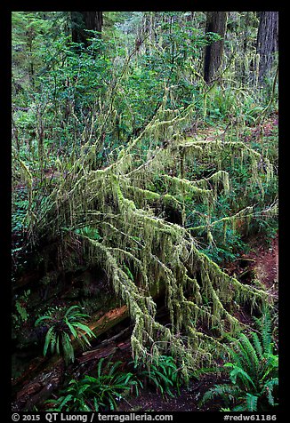 Hanging mosses on tree growing out of giant fallen redwood, Simpson-Reed Grove, Jedediah Smith Redwoods State Park. Redwood National Park (color)